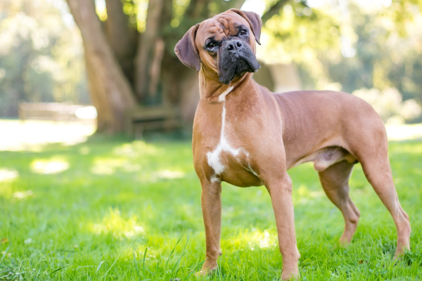 Boxer